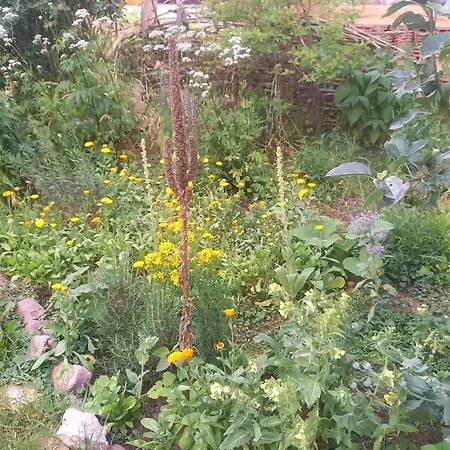 Naturlehmhaus Hardenbeck